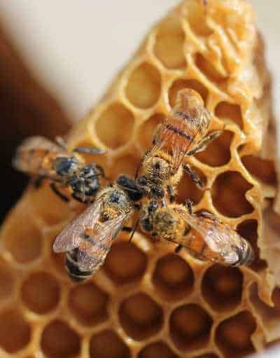 1 - Honey bees