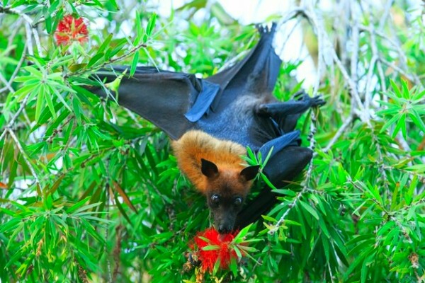 Amazing facts about a fruit bat