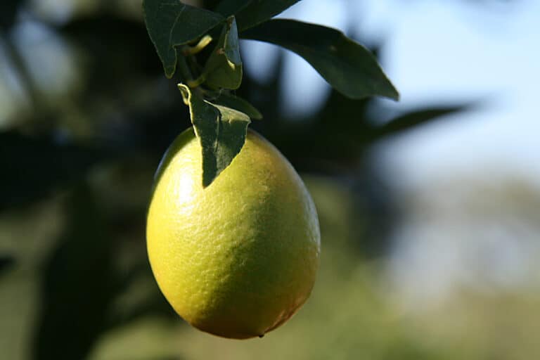 Fertilizing limequats | The best way to fertilize