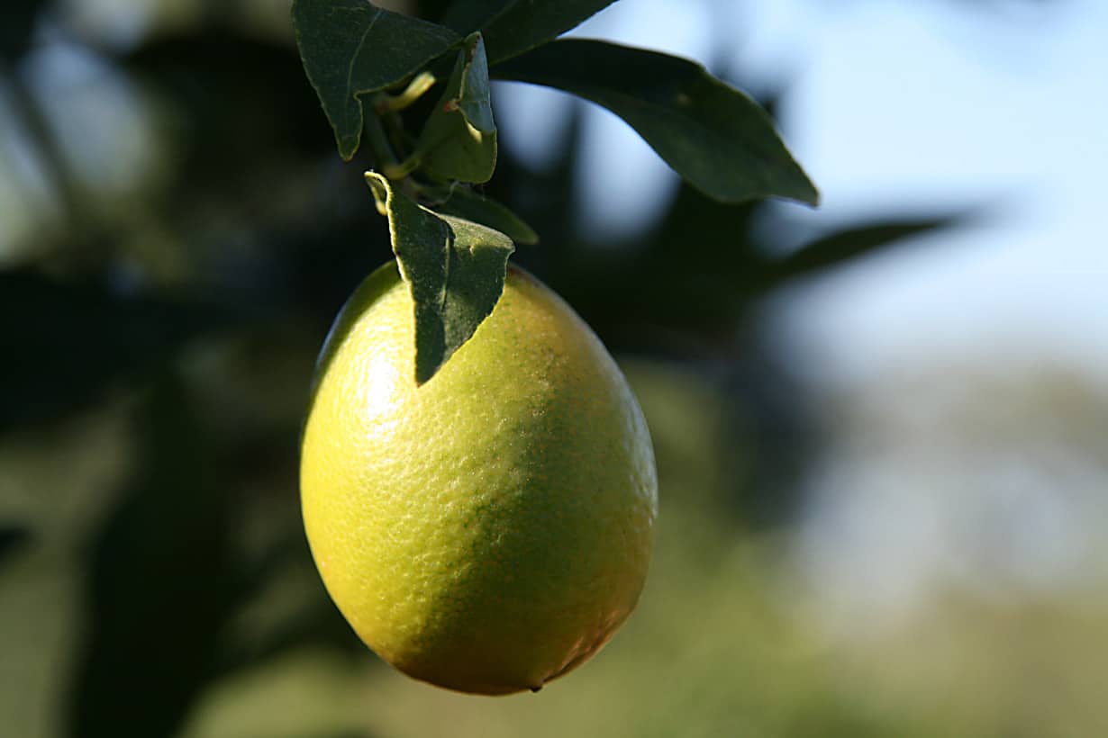 Fertilizing limequats
