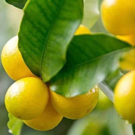 When are limequats ripe? What’s Next!