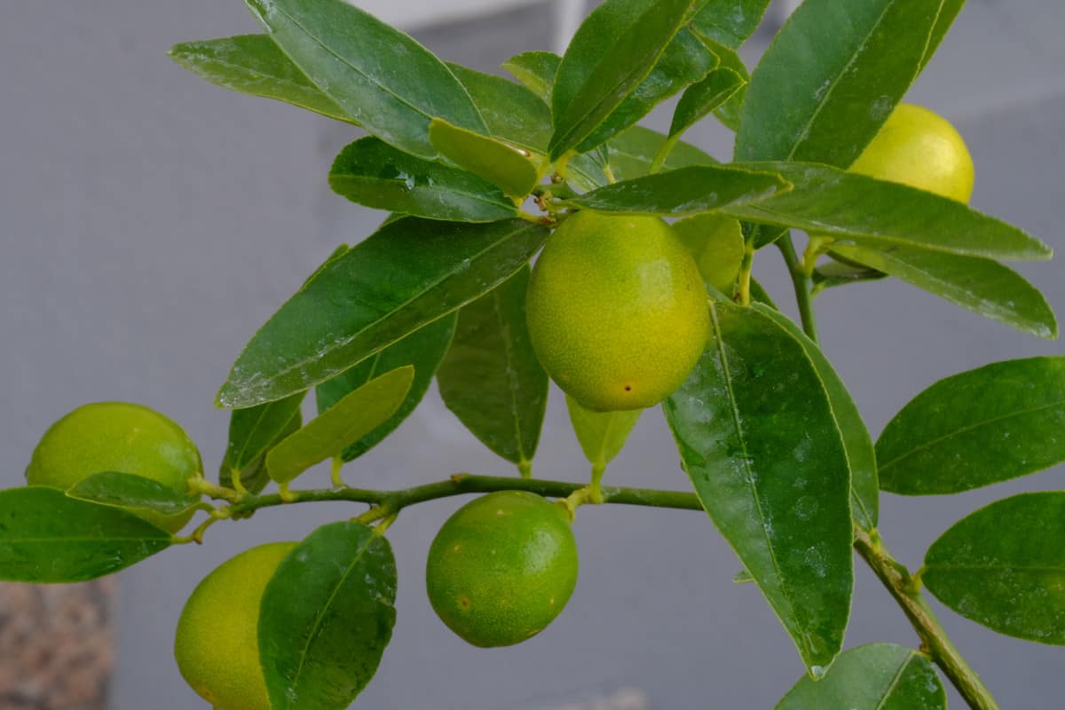 When do you harvest limequats