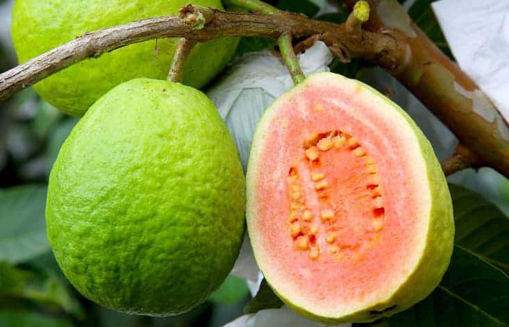Benefits of eating guava fruit