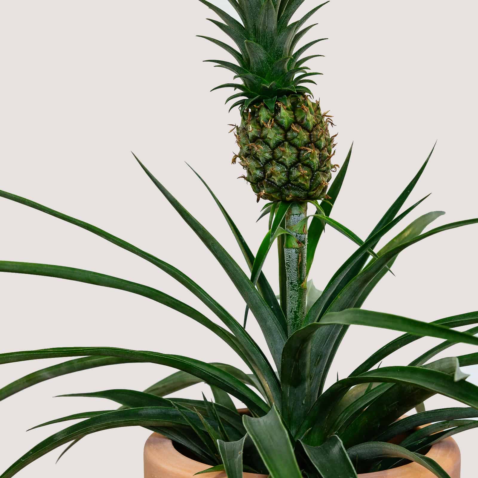 Bromeliad Pineapple