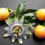 Passiflora ligularis benefits
