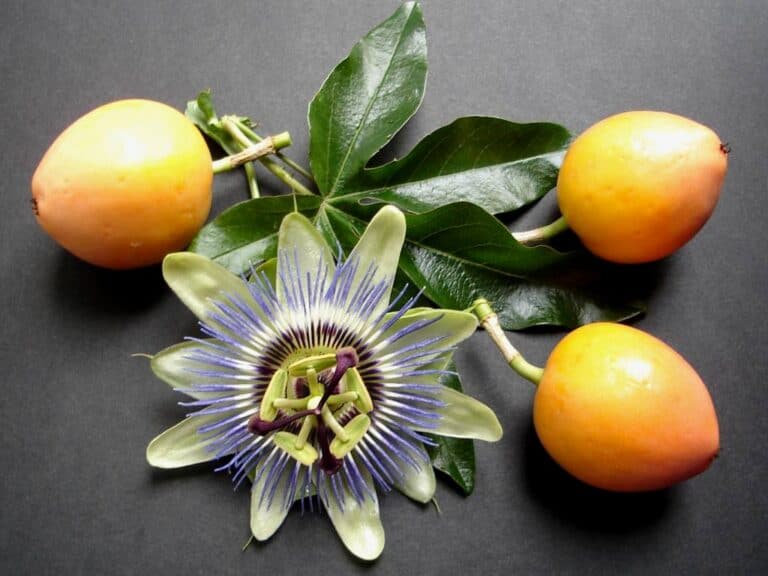 Passiflora Ligularis Benefits: Everything You Need to Know