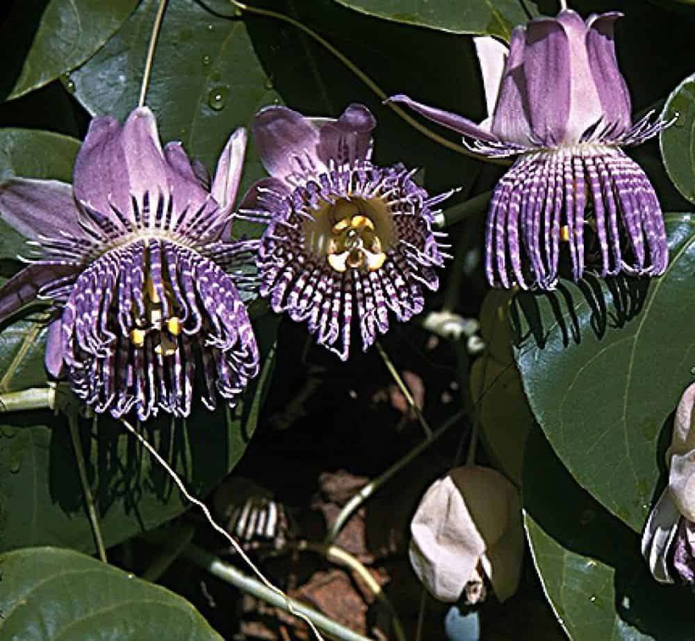 Passiflora ligularis benefits