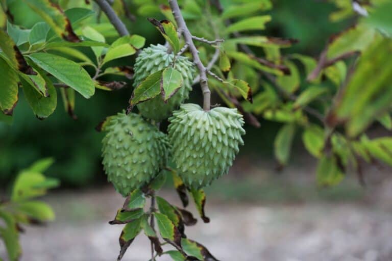 Atemoya benefits: All you need to know about this fruit